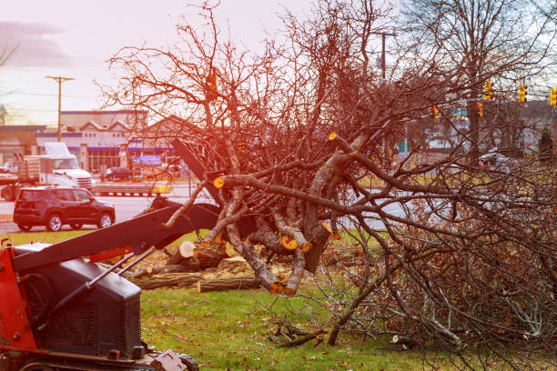 Best Tree Removal  in Holiday, FL