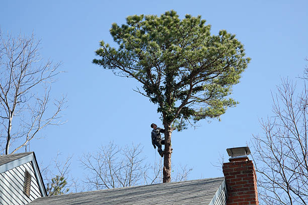 Best Tree Disease Treatment  in Holiday, FL